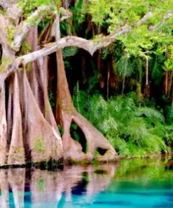 5 Water Tupelo Tree Seeds (Nyssa aquatica) | Giant Long-Living Honey Sap Trees