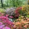 50+ AZALEA SEED MIX | Mixed/Multi Rhododendron Flower Colors | Shrub Bush
