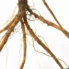 50 Ashwaganda Herb Seeds | Indian Ginseng, Withania somnifera, Medicinal Plant