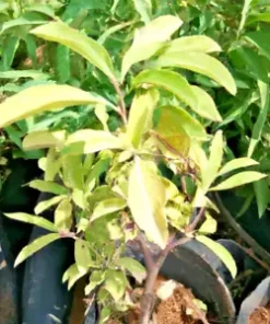 50 Ashwaganda Herb Seeds | Indian Ginseng, Withania somnifera, Medicinal Plant