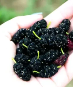 50+ Black Mulberry Tree Seeds (Morus nigra) | Sweet Edible Fruits,