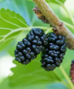 50+ Black Mulberry Tree Seeds (Morus nigra) | Sweet Edible Fruits,