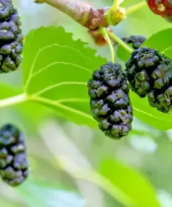 50+ Black Mulberry Tree Seeds (Morus nigra) | Sweet Edible Fruits,
