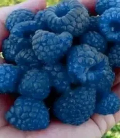 50+ Blue Raspberry Bush Seeds SWEET EDIBLE Berry Fruits,