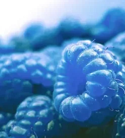 50+ Blue Raspberry Bush Seeds SWEET EDIBLE Berry Fruits,