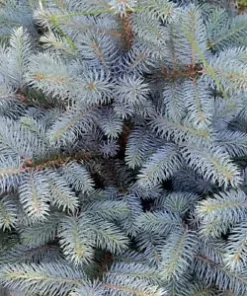 50 Blue Spruce Seeds - Christmas Trees (Colorado, Picea pungens)