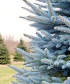 50 Blue Spruce Seeds - Christmas Trees (Colorado, Picea pungens)