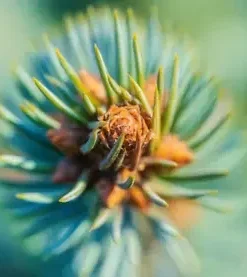 50 Blue Spruce Seeds - Christmas Trees (Colorado, Picea pungens)