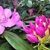 50+ California PINK AZALEA Seed RHODODENDRON macrophyllum Flower Shrub Bush Tree