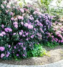 50+ California PINK AZALEA Seed RHODODENDRON macrophyllum Flower Shrub Bush Tree