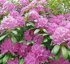 50+ California PINK AZALEA Seed RHODODENDRON macrophyllum Flower Shrub Bush Tree