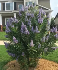 50+ Chaste Tree Seeds (Vitus angus castus) - Fast Growing, Pepper Subst., Edible