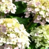50 Climbing Hydrangea Seeds, Vining Flower Bush, Creeping Hedge Shrub,