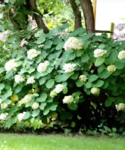 50 Climbing Hydrangea Seeds, Vining Flower Bush, Creeping Hedge Shrub,