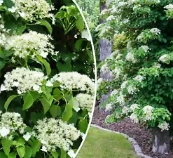 50 Climbing Hydrangea Seeds, Vining Flower Bush, Creeping Hedge Shrub,
