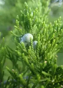 50+ Eastern Red Cedar Hedge Shrub Tree Seeds (Juniperous virginiana)