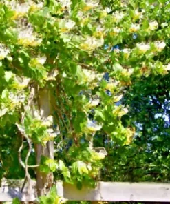 50+ European Fly Honeysuckle Vine Seeds, Native Perennial White Honeysuckle Bush