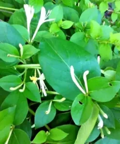 50+ European Fly Honeysuckle Vine Seeds, Native Perennial White Honeysuckle Bush