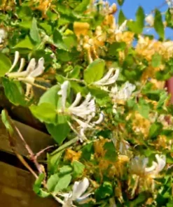 50+ European Fly Honeysuckle Vine Seeds, Native Perennial White Honeysuckle Bush