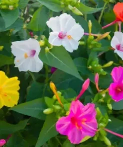 50 Four O' Clock Flower Mix Seeds 'Marvel of Peru' | Perennial Mirabilis jalapa