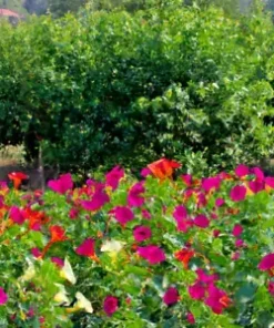 50 Four O' Clock Flower Mix Seeds 'Marvel of Peru' | Perennial Mirabilis jalapa