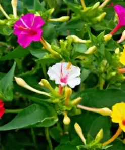 50 Four O' Clock Flower Mix Seeds 'Marvel of Peru' | Perennial Mirabilis jalapa