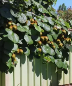 50+ Golden Kiwi Seeds: FAST GROWING EDIBLE FRUIT VINE (Actinidia chinensis)