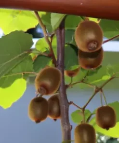 50+ Golden Kiwi Seeds: FAST GROWING EDIBLE FRUIT VINE (Actinidia chinensis)