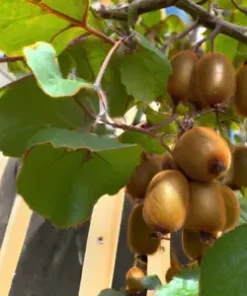 50+ Golden Kiwi Seeds: FAST GROWING EDIBLE FRUIT VINE (Actinidia chinensis)