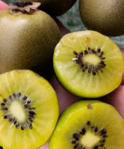 50+ Golden Kiwi Seeds: FAST GROWING EDIBLE FRUIT VINE (Actinidia chinensis)