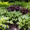 50+ Hosta Seeds Mix: A Variety of Mixed Colors and Species,