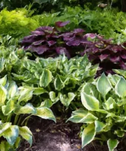 50+ Hosta Seeds Mix: A Variety of Mixed Colors and Species,