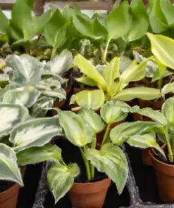 50+ Hosta Seeds Mix: A Variety of Mixed Colors and Species,