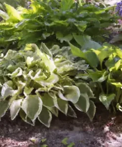 50+ Hosta Seeds Mix: A Variety of Mixed Colors and Species,