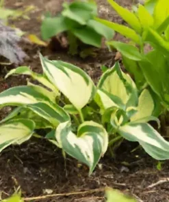 50+ Hosta Seeds Mix: A Variety of Mixed Colors and Species,