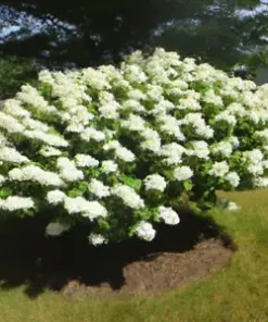 50 Hydrangea Seeds - White Flower Bush, Hedge, Shrub | Hydrangea quercifolia