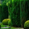 50+ Italian Cypress (Cupressus sempervirens) Cedar Tree Seeds