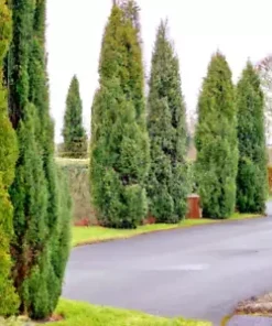 50+ Italian Cypress (Cupressus sempervirens) Cedar Tree Seeds