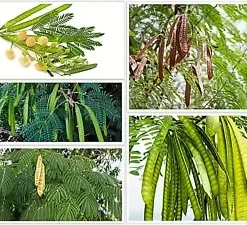 50+ Koa Haole Tamarind Shrub Tree Seeds (Leucaena leucocephala) Miracle Leadtree