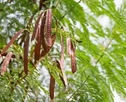 50+ Koa Haole Tamarind Shrub Tree Seeds (Leucaena leucocephala) Miracle Leadtree