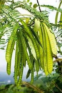 50+ Koa Haole Tamarind Shrub Tree Seeds (Leucaena leucocephala) Miracle Leadtree