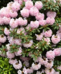 50+ Lgt. Pink Azalea, Rosebay Seeds (Rhododendron maximum) Perennial Flower Bush