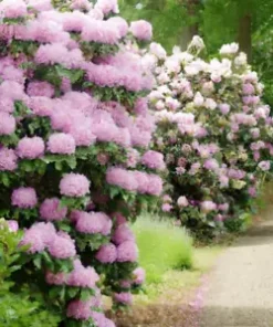 50+ Lgt. Pink Azalea, Rosebay Seeds (Rhododendron maximum) Perennial Flower Bush