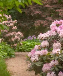 50+ Lgt. Pink Azalea, Rosebay Seeds (Rhododendron maximum) Perennial Flower Bush