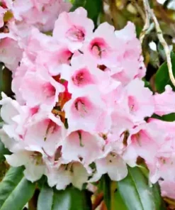 50+ Lgt. Pink Azalea, Rosebay Seeds (Rhododendron maximum) Perennial Flower Bush