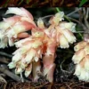 50 Monotropa Hypopitys Seeds – Dutchman's Pipe - Rare Pinesap Wildflower for Shaded Gardens