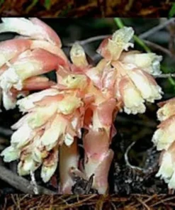 50 Monotropa Hypopitys Seeds – Dutchman's Pipe - Rare Pinesap Wildflower for Shaded Gardens