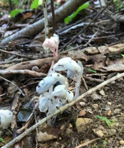 50 Monotropa Uniflora Seeds – Indian Pipe Forest Flower Seeds - Rare Ghost Plant Wildflower for Shade Gardens
