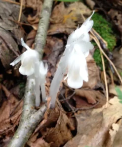 50 Monotropa Uniflora Seeds – Indian Pipe Forest Flower Seeds - Rare Ghost Plant Wildflower for Shade Gardens