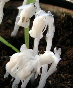 50 Monotropa Uniflora Seeds – Indian Pipe Forest Flower Seeds - Rare Ghost Plant Wildflower for Shade Gardens
